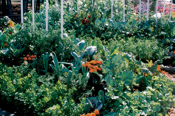 Moderná zeleninová záhrada alebo záhrada pre labužníkov