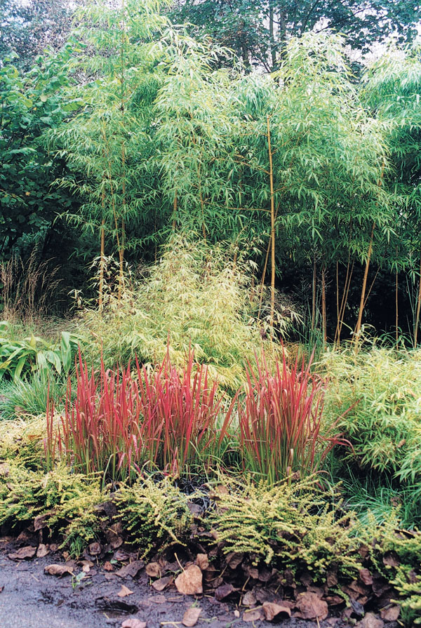 Bambus v záhrade
