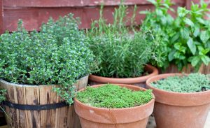Vypestujte si doma či na balkóne vlastné bylinky