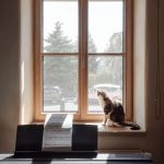 mačka na okennom parapete
