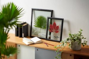 Ako si vyrobiť herbár v obrazovom ráme