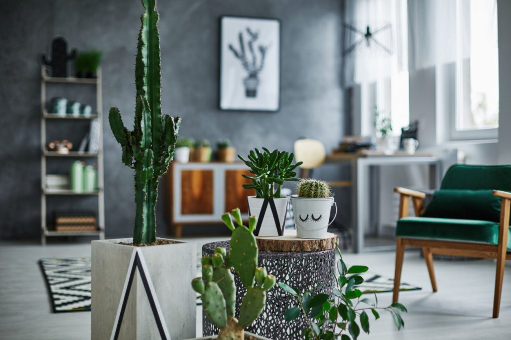 Kaktusy v interiéri