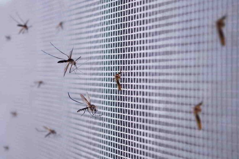 Jesenná údržba okien: Viete, ako najlepšie vyčistíte sieťky proti hmyzu?