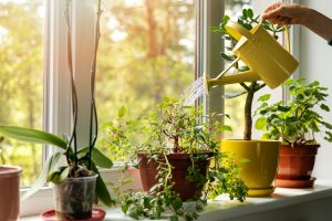 Rastliny na okenných parapetoch: Ktorým druhom sa darí najviac a ako ich pestovať