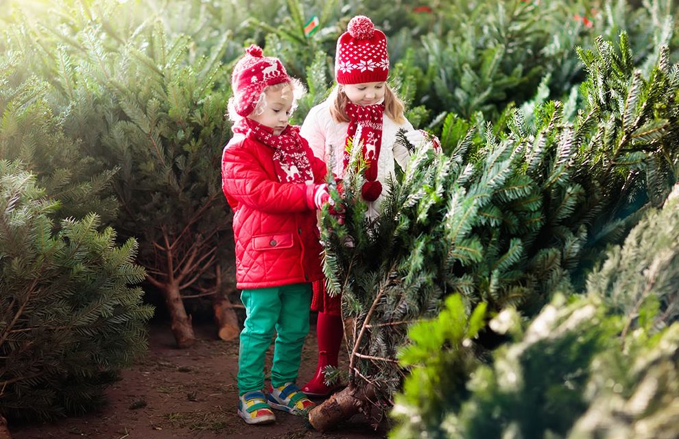 Čo by ste mali vedieť pred kúpou živého vianočného stromčeka