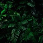 Tapeta tropické listy