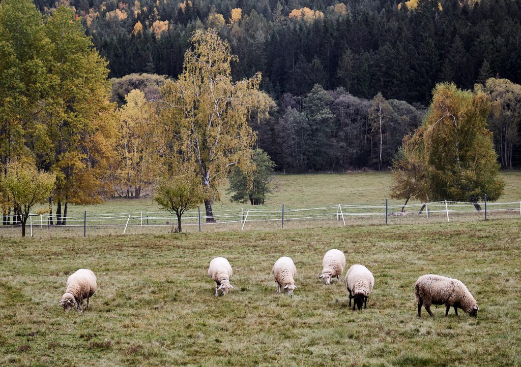 Ovce na lúke v okolí chatky