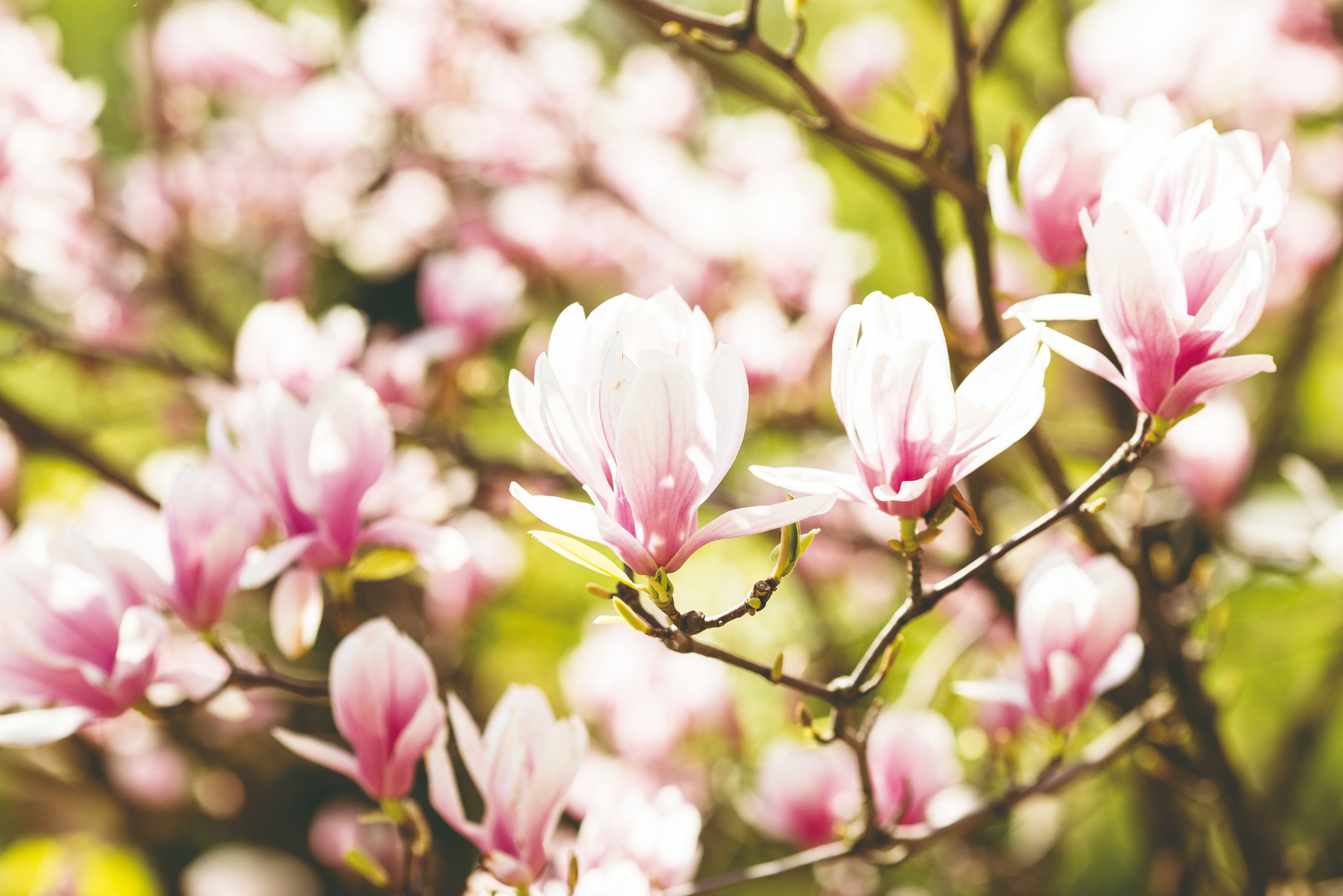 MAGNOLIA_iStock-904161324