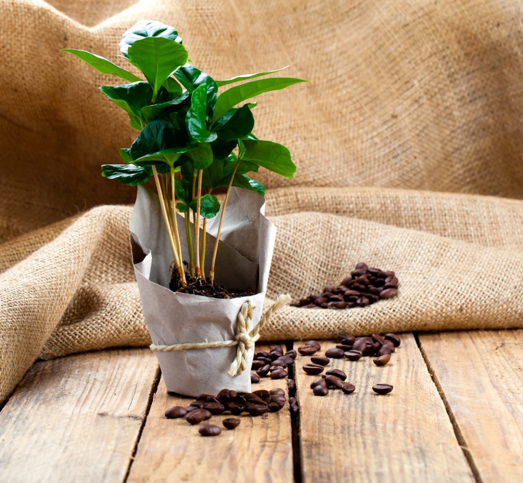 Kávovník (Coffea arabica)