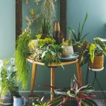 Izbové rastliny na stolíku