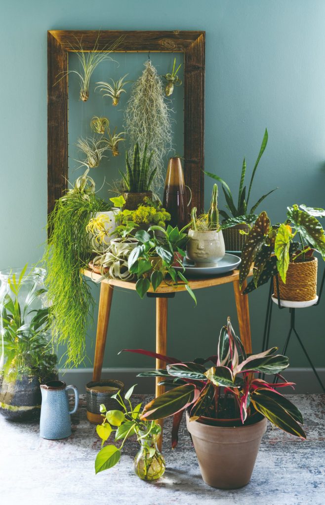 Izbové rastliny na stolíku