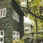 Obrastený dom zelenými listami