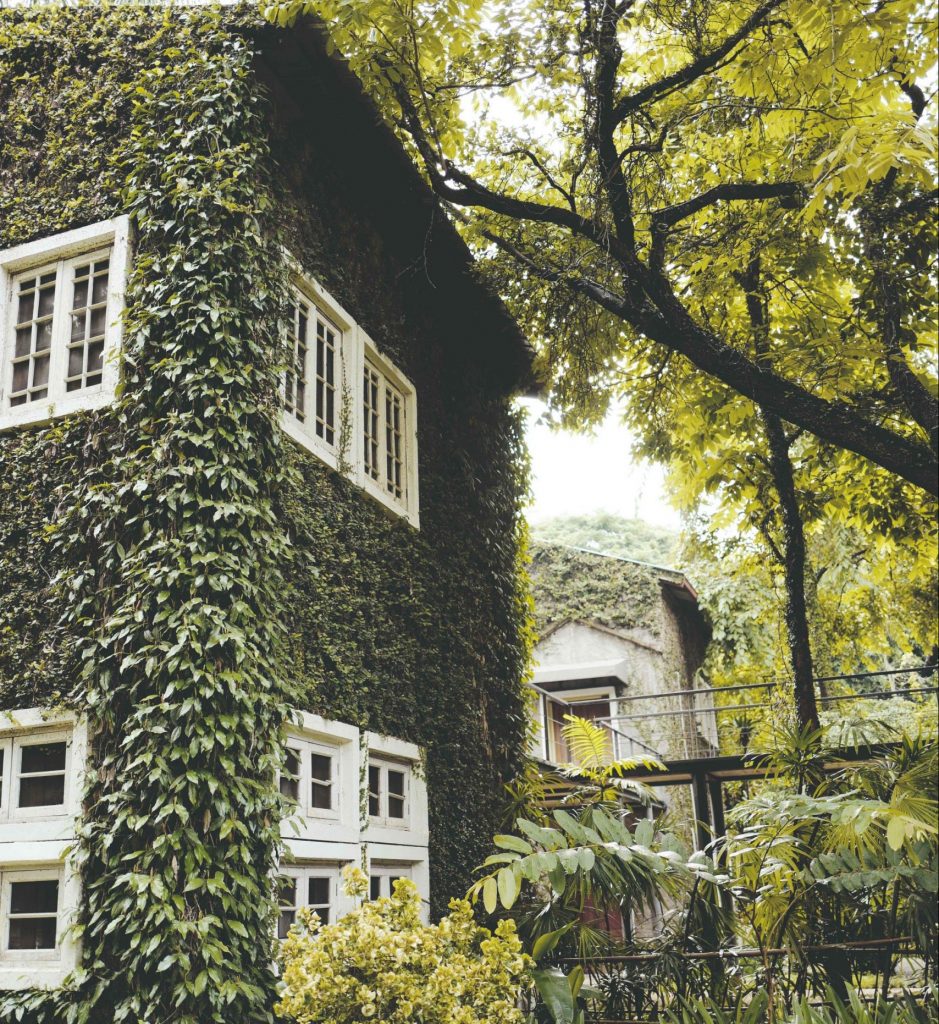 Obrastený dom zelenými listami