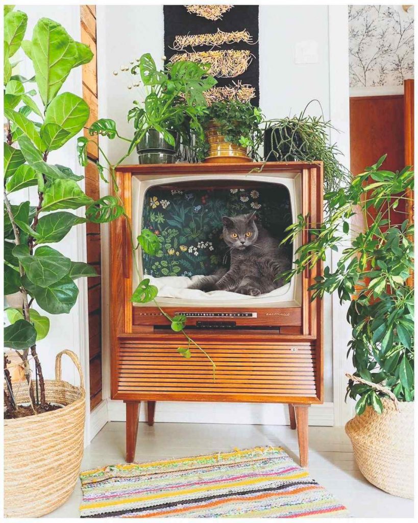Starý televízor ako pelech pre mačku