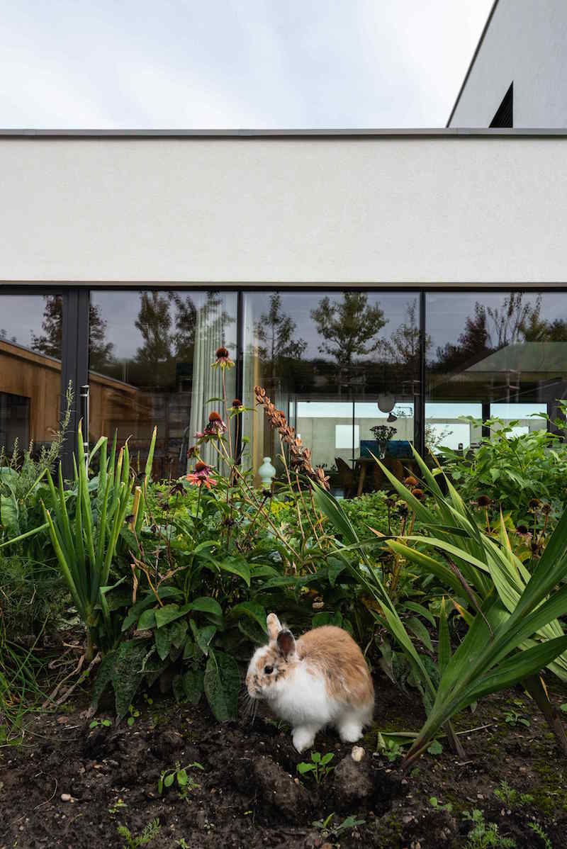 Zajac v záhrade pred domom