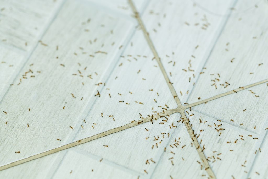 Trápia vás mravce v domácnosti? Takto si s nimi poradíte účinne, lacno a bez chémie