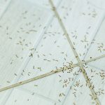 mravce v domácnosti
