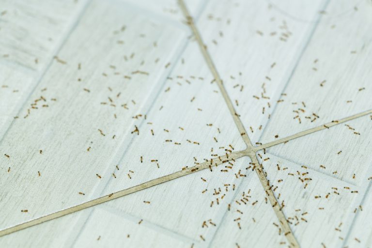 Máte mravce v domácnosti? Takto si s nimi poradíte účinne, lacno a bez chémie
