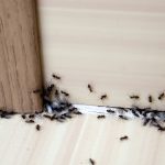 Mravce v kuchyni pri dverách