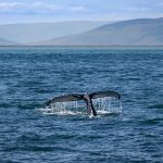 Potápajúca sa veľryba v mori