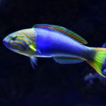 Neónová farebná ryba vo vode