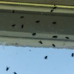 muchy na okne