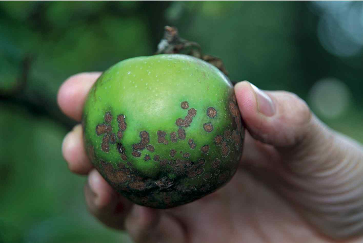 Napadnuté zelené jablko