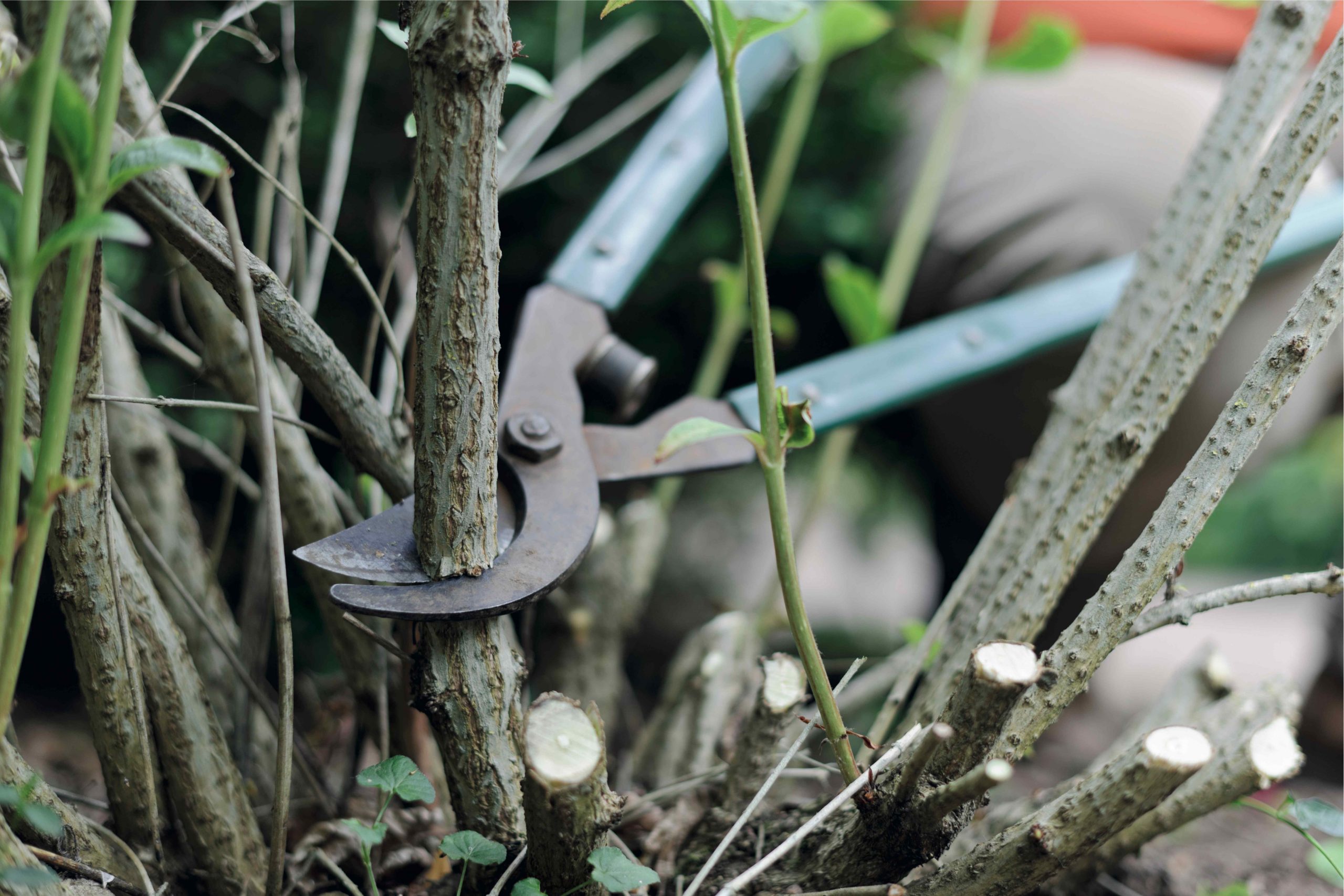 David_Hurrion_ 270511_PruningRyton_280
