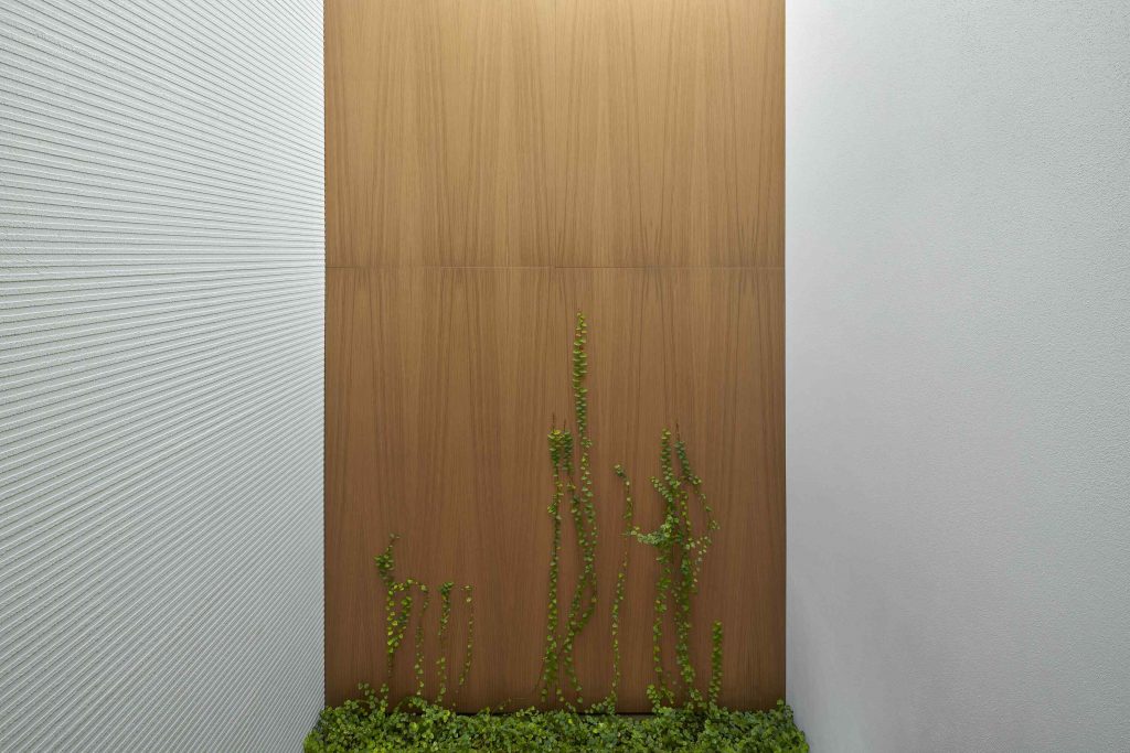 Drevená stena s ťahavou rastlinou