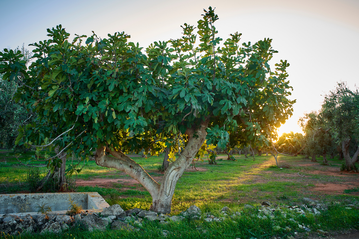 Fig,Tree,In,Salento,At,Sunset,-,Italy