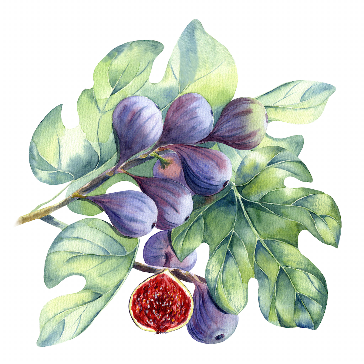 Watercolor,Branch,Of,Figs