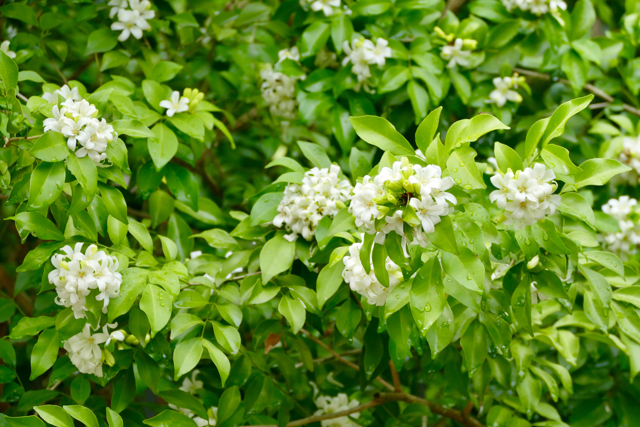 Muraja metlinatá (Murraya paniculata)