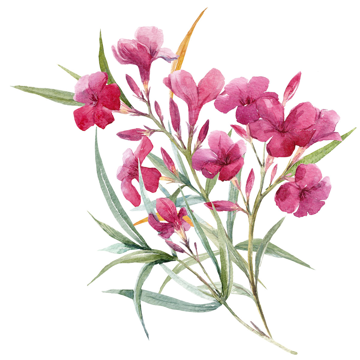 Watercolor,Illustration,Of,A,Pink,Oleander,Flower,,Branch,With,Leaves