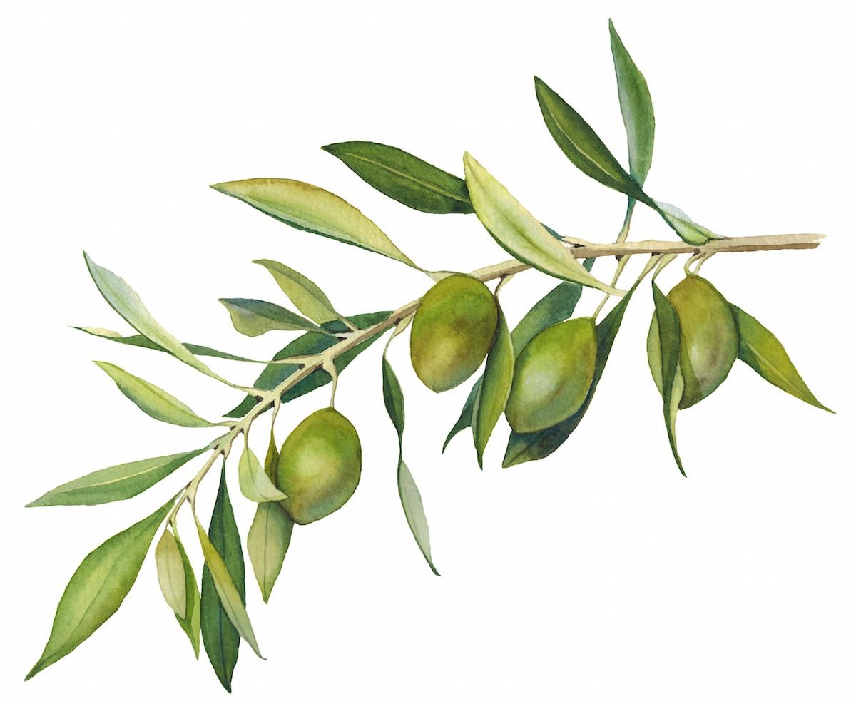 An,Olive,Branch,With,Fruit,And,Leaves.,Isolated,Object,On
