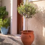 Olivový stromček v kvetináči