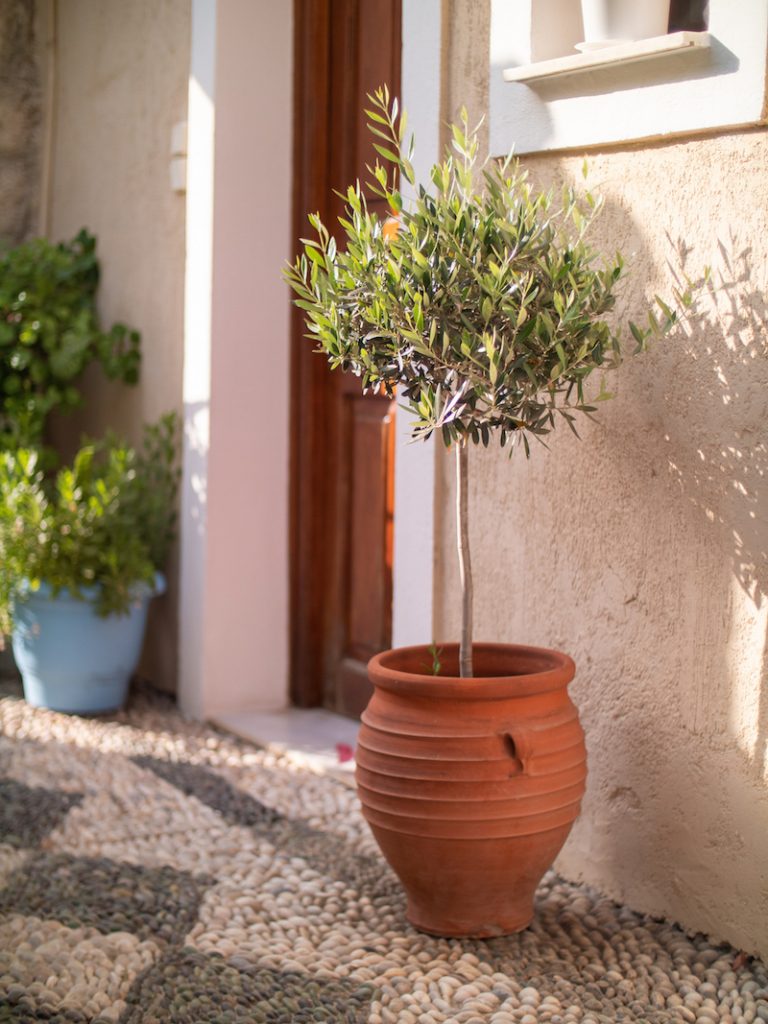Olivový stromček v kvetináči