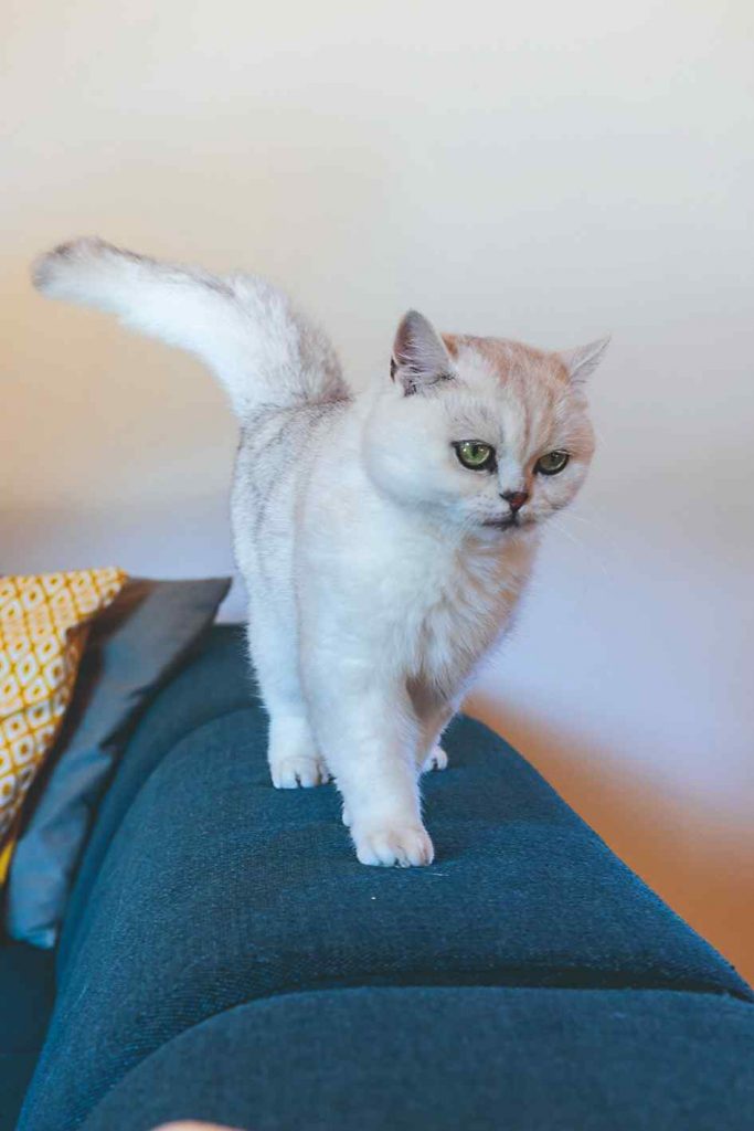 Biela mačka na modrom gauči