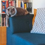 Mačka s chráničom na modrom gauči