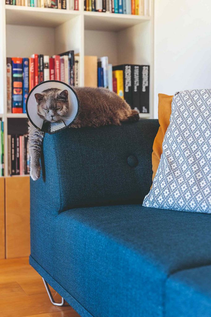 Mačka s chráničom na modrom gauči