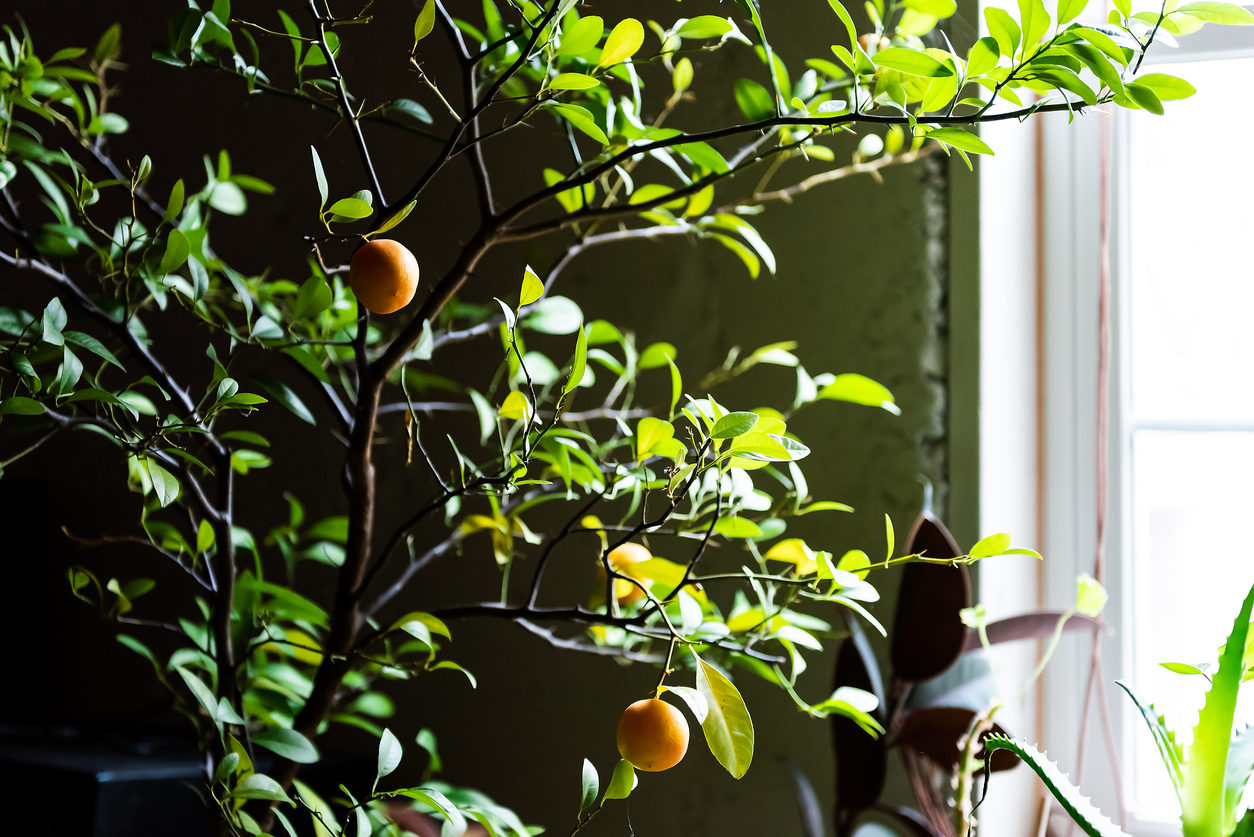 Calamondin plant with citrus and leaves in dark basement of house in winter with orange fruit