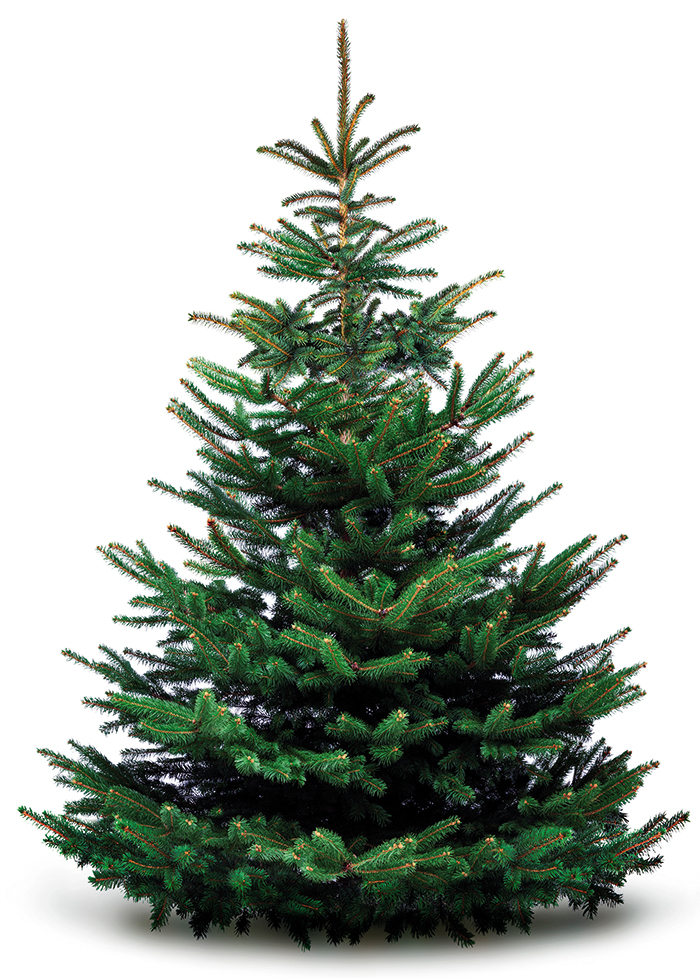 živý vianočný stromček rezaná jedlička 200 – 225 cm so stojanom