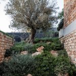 Skalka s olivovníkom medzi kamennými stenami