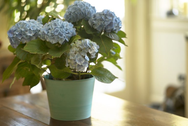 Čo potrebujú hortenzie, ak ich chcete pestovať v interiéri