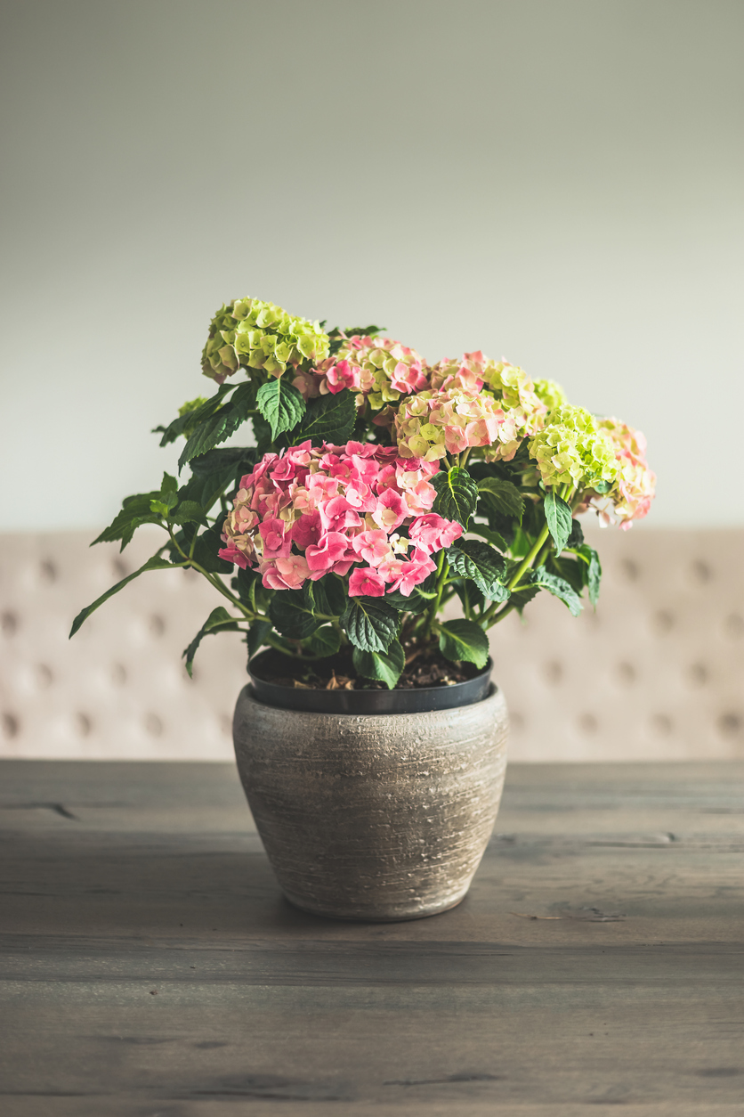 Hydrangea flowers in pot on dinning table in living room