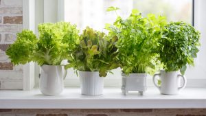 Ako si na zimu preniesť bylinky do interiéru a čo urobiť, aby sa im vo vnútri darilo