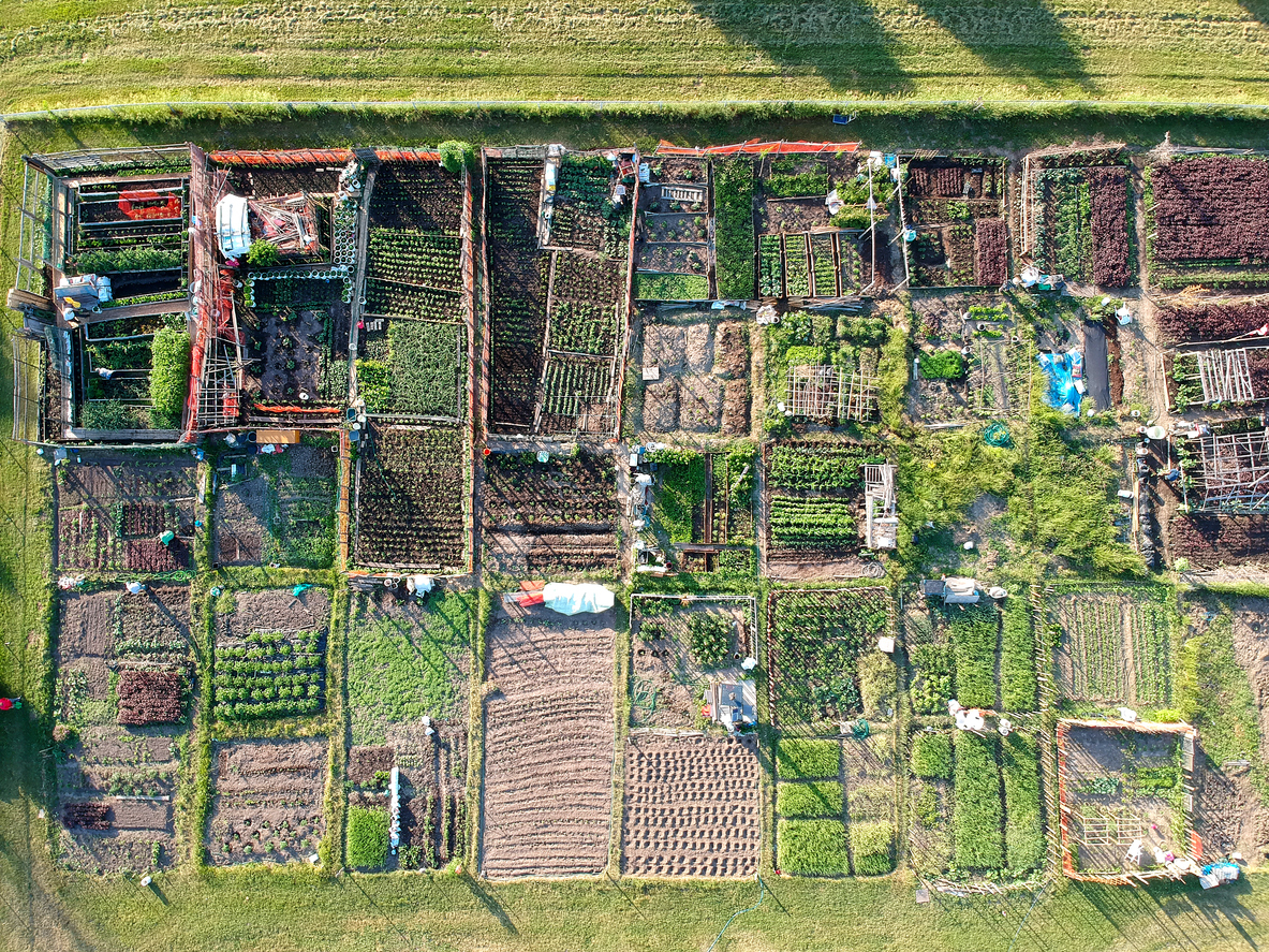 Urban farm aerial view. Growing and farming vegetables in the city. Top view of an urbanized town garden made by citizens nearby buildings. Toronto, Ontario, Canada.
