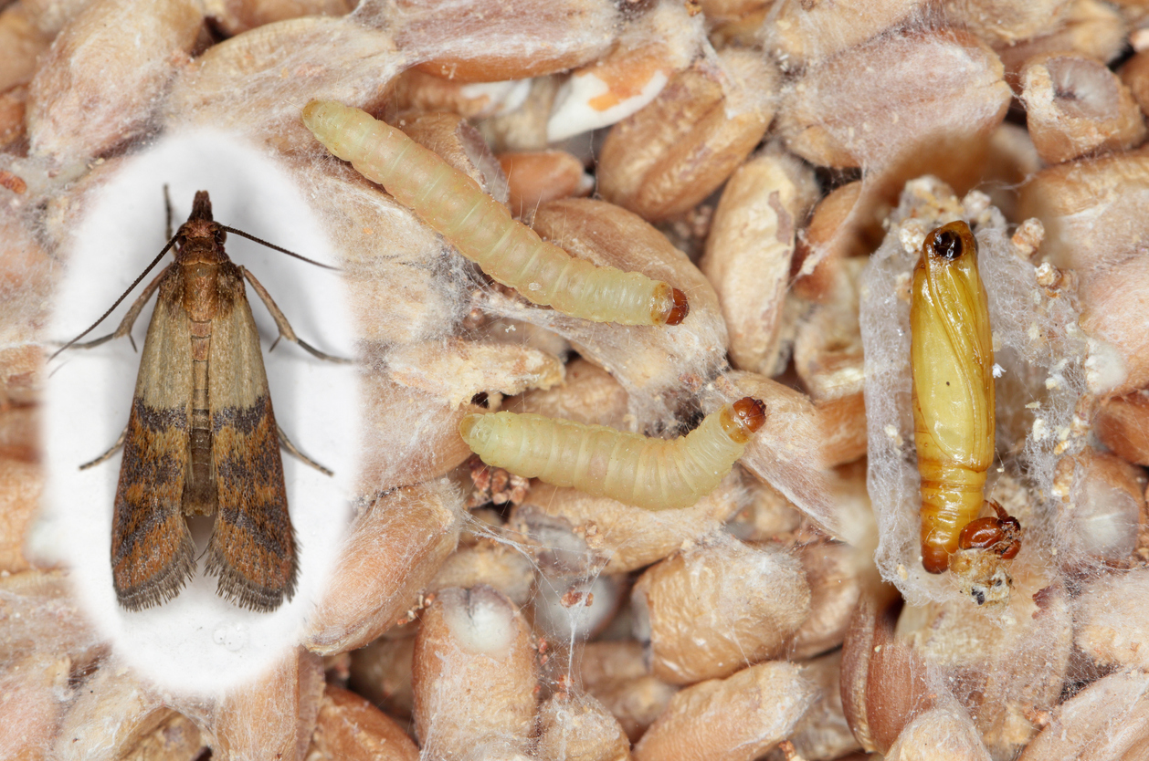 Pupae larvae and adult insect of Indian mealmoth Plodia interpunctella of a pyraloid moth of the family Pyralidae. It is common pest of stored products and pest of food in homes.