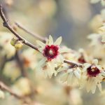 Zimovec včasný (Chimonanthus praecox)