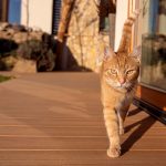 Mačka idúca po terase