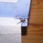 pavúk na toaletnom papieri